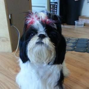 Meet your Posher, Joanie a Posh Ambassador